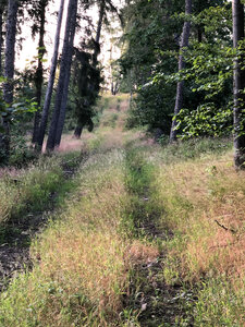 Haselhügel vor den Baumaßnahmen (Juli 2019)